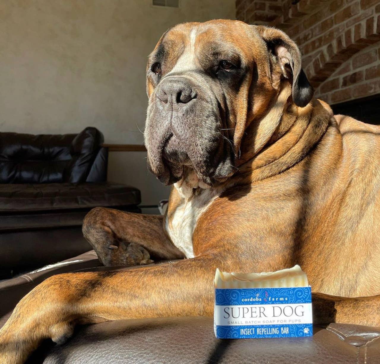 Super Dog - Insect Repelling Bar: No bag.
